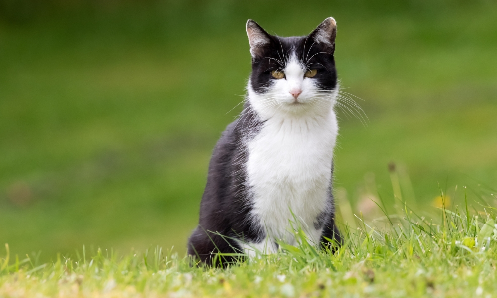 1963 hợp hướng nào