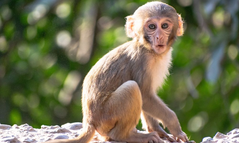 1968 hợp hướng nào