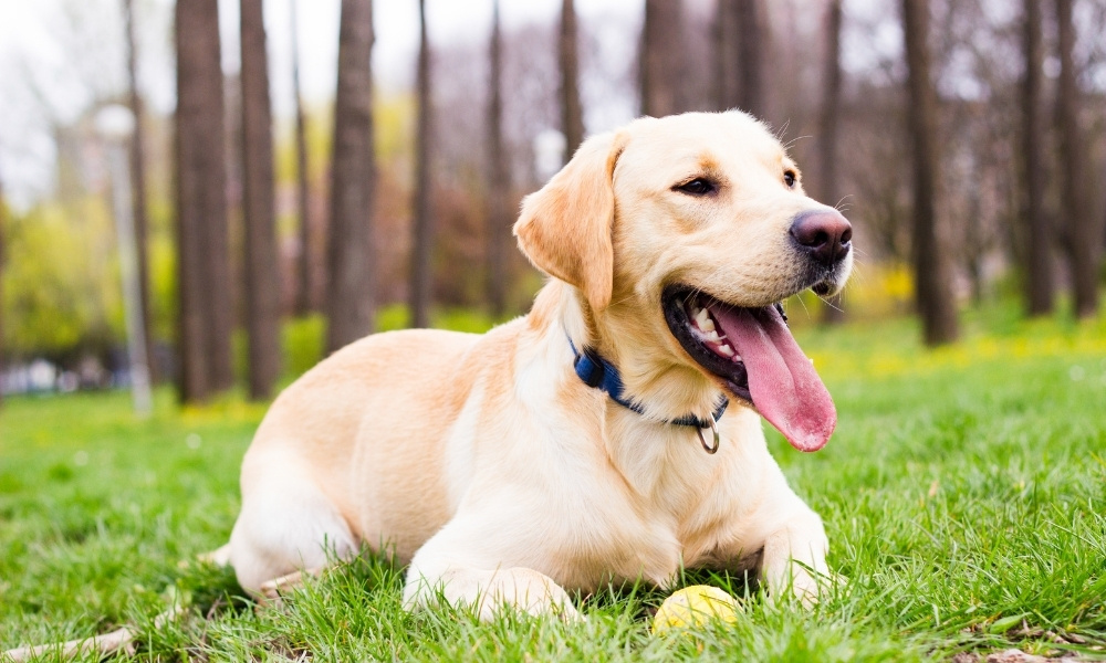 1970 hợp hướng nào