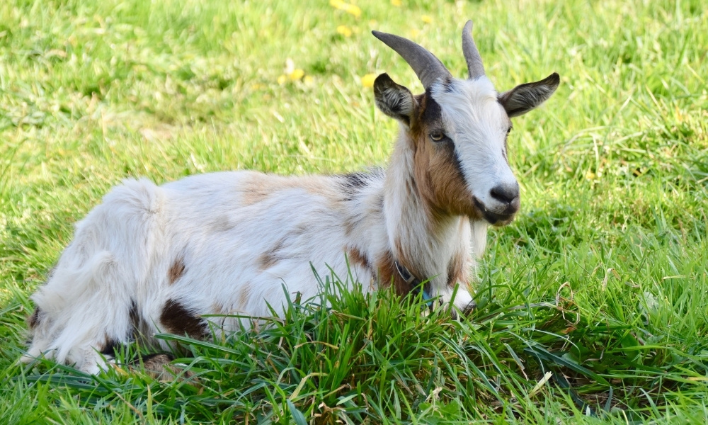 1979 hợp hướng nào