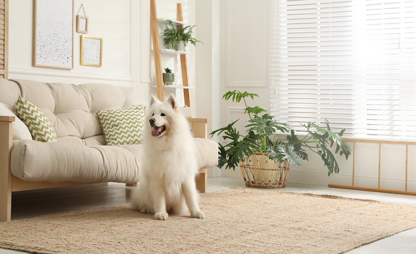 1982 hợp hướng nào