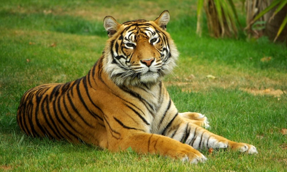 1986 hợp hướng nào