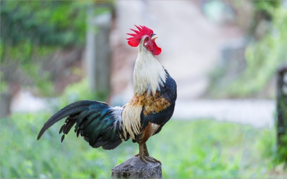 1993 hợp hướng nào