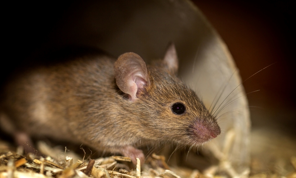 1996 hợp hướng nào