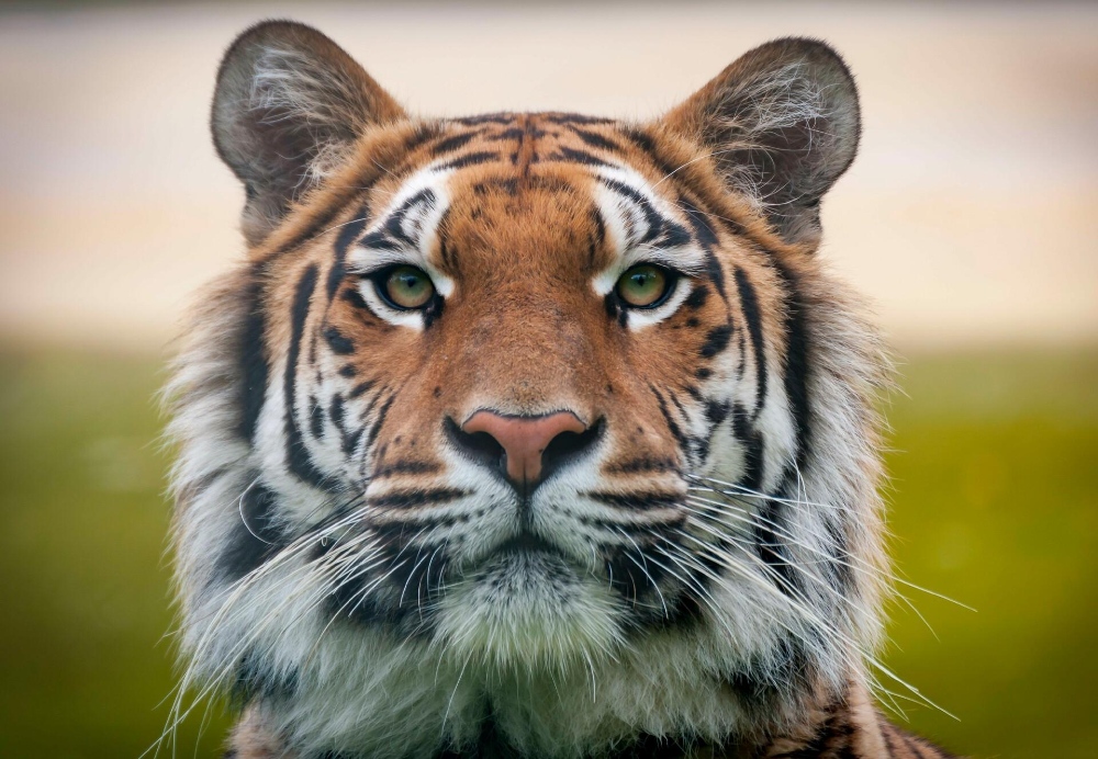 1998 hợp hướng nào