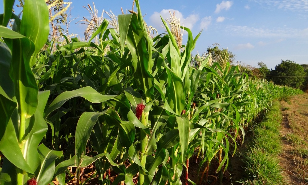 Đất BHK là gì? Có thể xây nhà và chuyển đổi lên đất ở được không? Ký hiệu bhk là đất gì vietnamland.vn Ký hiệu bhk là đất gì