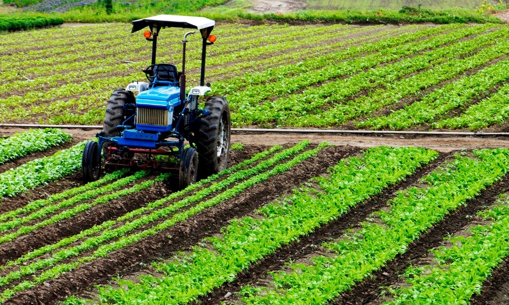 Đất BHK là gì? Có thể xây nhà và chuyển đổi lên đất ở được không? Ký hiệu bhk là đất gì vietnamland.vn Ký hiệu bhk là đất gì