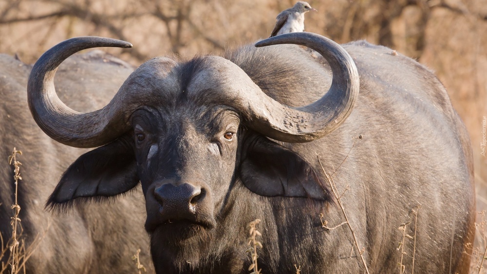 quý sửu 1973 hợp hướng nào