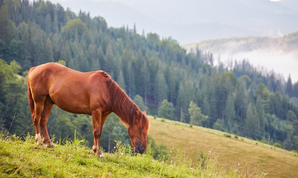 Tuổi Bính Ngọ hợp hướng nào